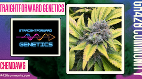Chemdawg By Straightforward Genetics