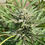 Thumbnail: Green River Regular by Pakalolo Seed