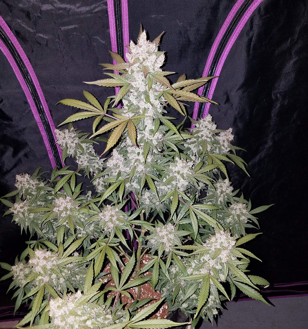 Thumbnail: Girl Scout Cookies Auto  Feminised By Fast Buds