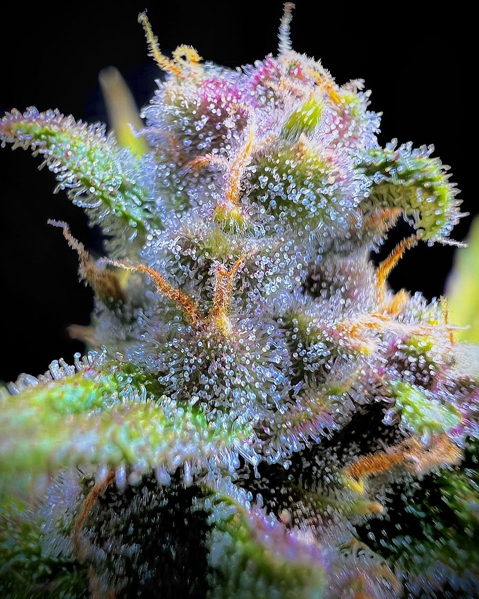 Thumbnail: Gorilla Punch Auto Feminised By Fast Buds
