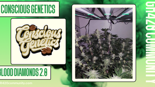 Blood Diamond 2.0 By Conscious Genetics