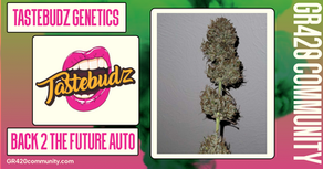 Back 2 The Future Auto By Tastebudz Genetics (Solo Cup Grow Off)