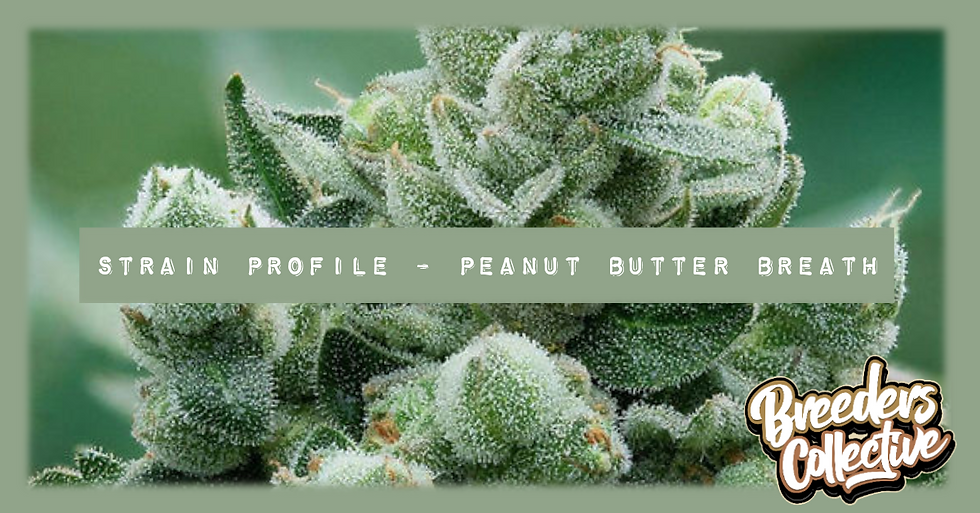Peanut Butter Breath Cannabis Seed Information. Peanut Butter Breath genetics, terpenes, cannabinoids, growing information, yield, and more. Buy Peanut Butter Breath cannabis seeds at Breeders Collective cannabis seed bank.