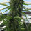 Thumbnail: Killer A5 Haze Feminised by Ace Seeds