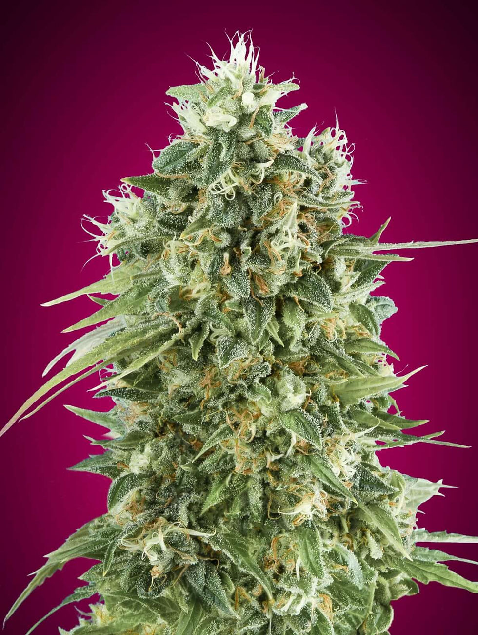 Bubblegum CBD Feminised - 00 Seeds