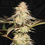 Thumbnail: Bubble Banana Gum Feminised Seeds by T.H.Seeds
