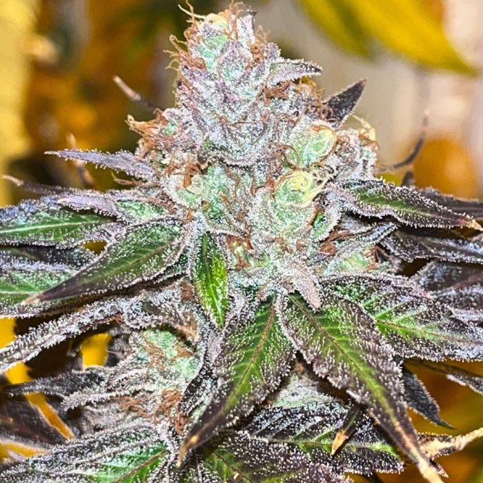 Thumbnail: Velvet Kosher Feminised by Old School Genetics
