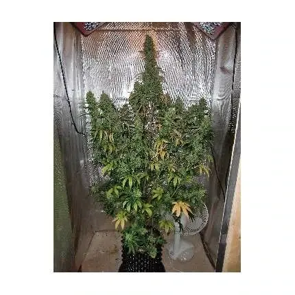 Thumbnail: Auto Xtreme Haze Automatic Feminised By Dutch Passion