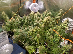 Afghan Kush by Straightforward Genetics