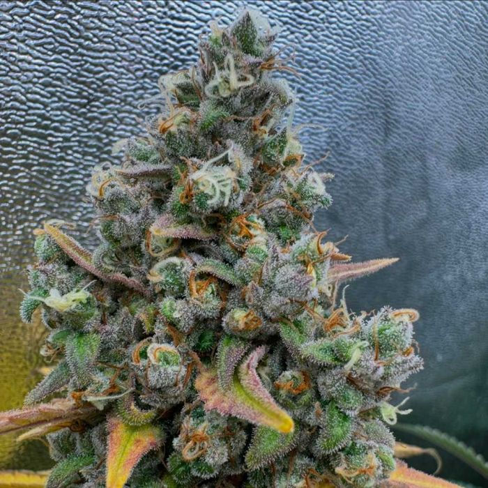 Thumbnail: Pink Quavers Feminised by Conscious Genetics