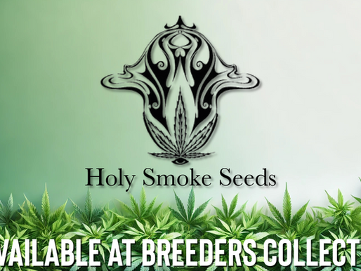 Holy Smoke Seeds Availible At Breeders Collective Cannabis Seed Bank