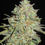 Thumbnail: Sour Cheese Gobstopper Feminised By Ultra Genetics