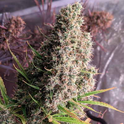 Thumbnail: Golden Tiger Regular by Ace Seeds