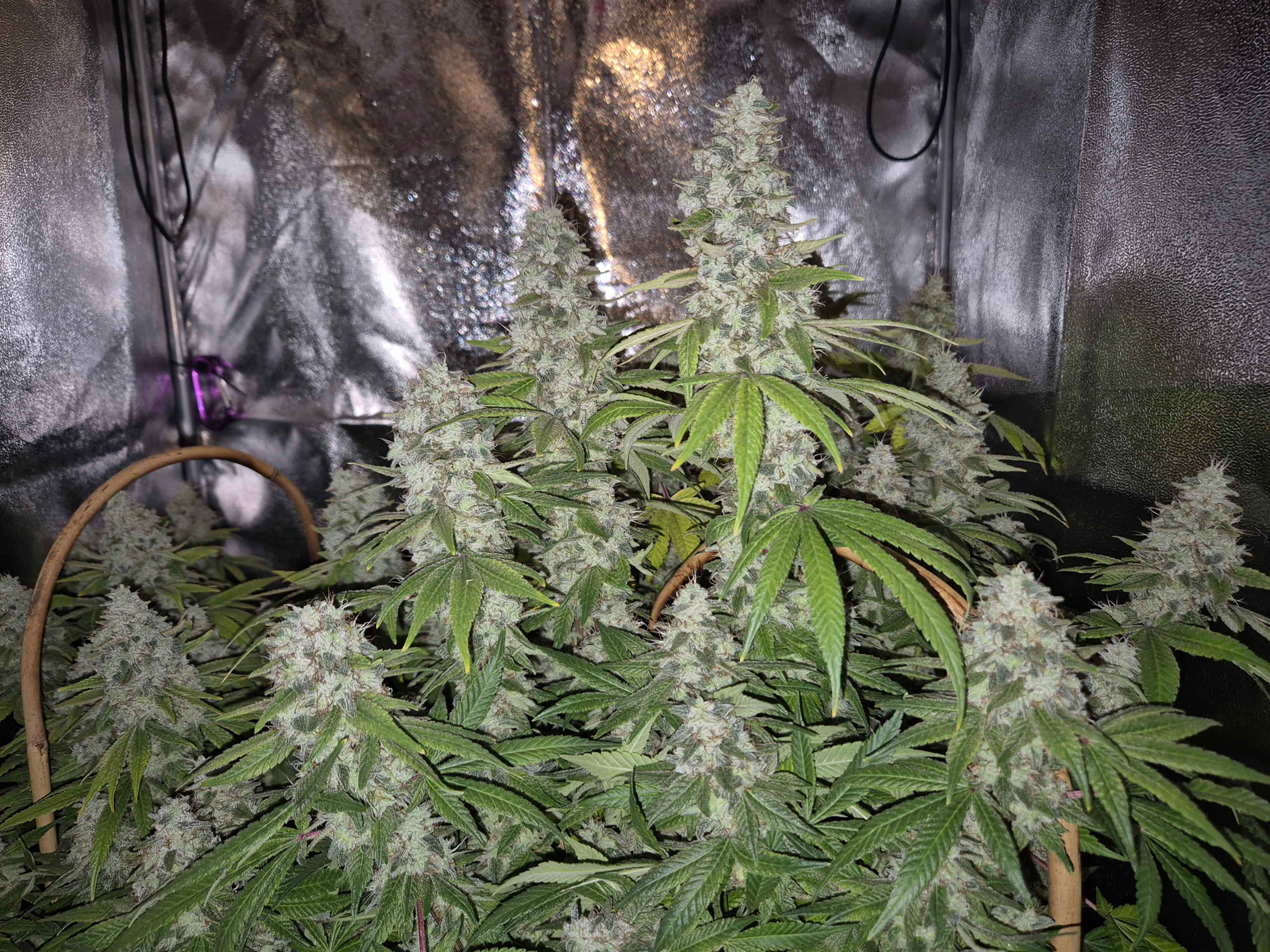 Ice Cream Cake Feminised by Straightforward Genetics