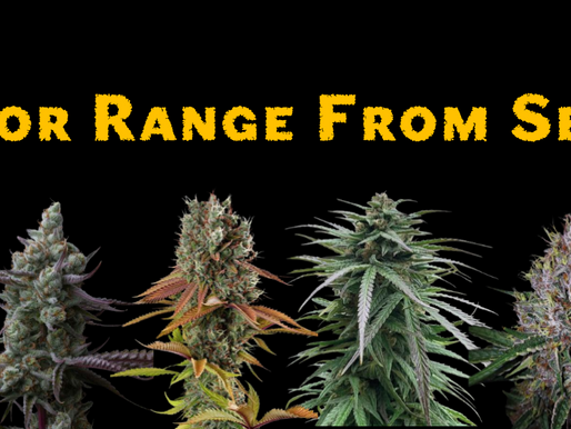 Discover the Superior Range of Cannabis Seeds from Seedstockers at Breeders Collective
