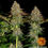 Thumbnail: Tangerine Dream Auto by Barney's Farm