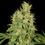 Thumbnail: CBD Chronic Feminised by Serious Seeds