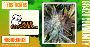 Forbidden Mochi Feminised by Seedstockers