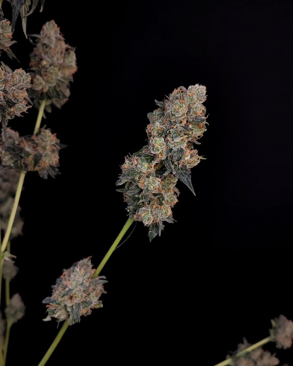 Thumbnail: Original Auto Northern Lights Feminised By Fast Buds