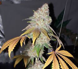 Blue Dream by Straightforward Genetics