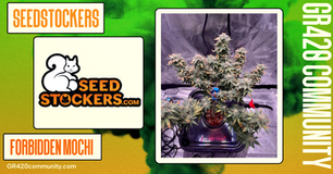 Forbidden Mochi by Seedstockers