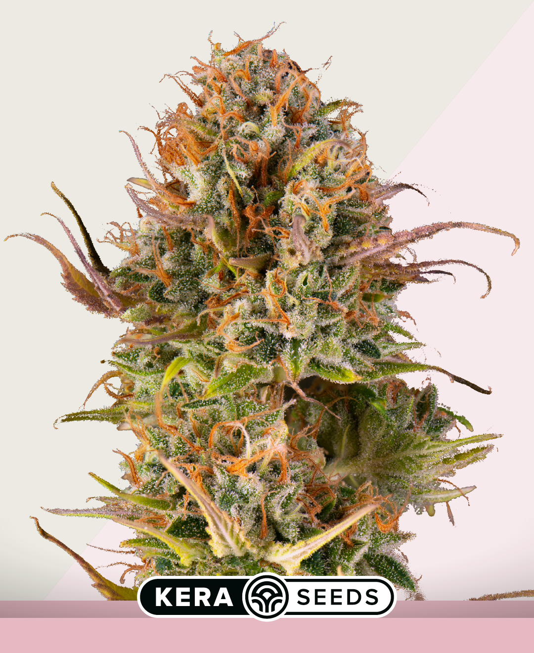 Empire Of The Sun Feminised By Kera Seeds
