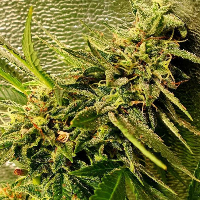 Thumbnail: Peach Slaps Feminised by Holy Smoke Seeds