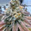 Thumbnail: Zapplez 2.0 Feminized by Conscious Genetics