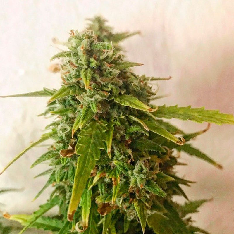 Thumbnail: Moby Dick Autoflower by Silent Seeds