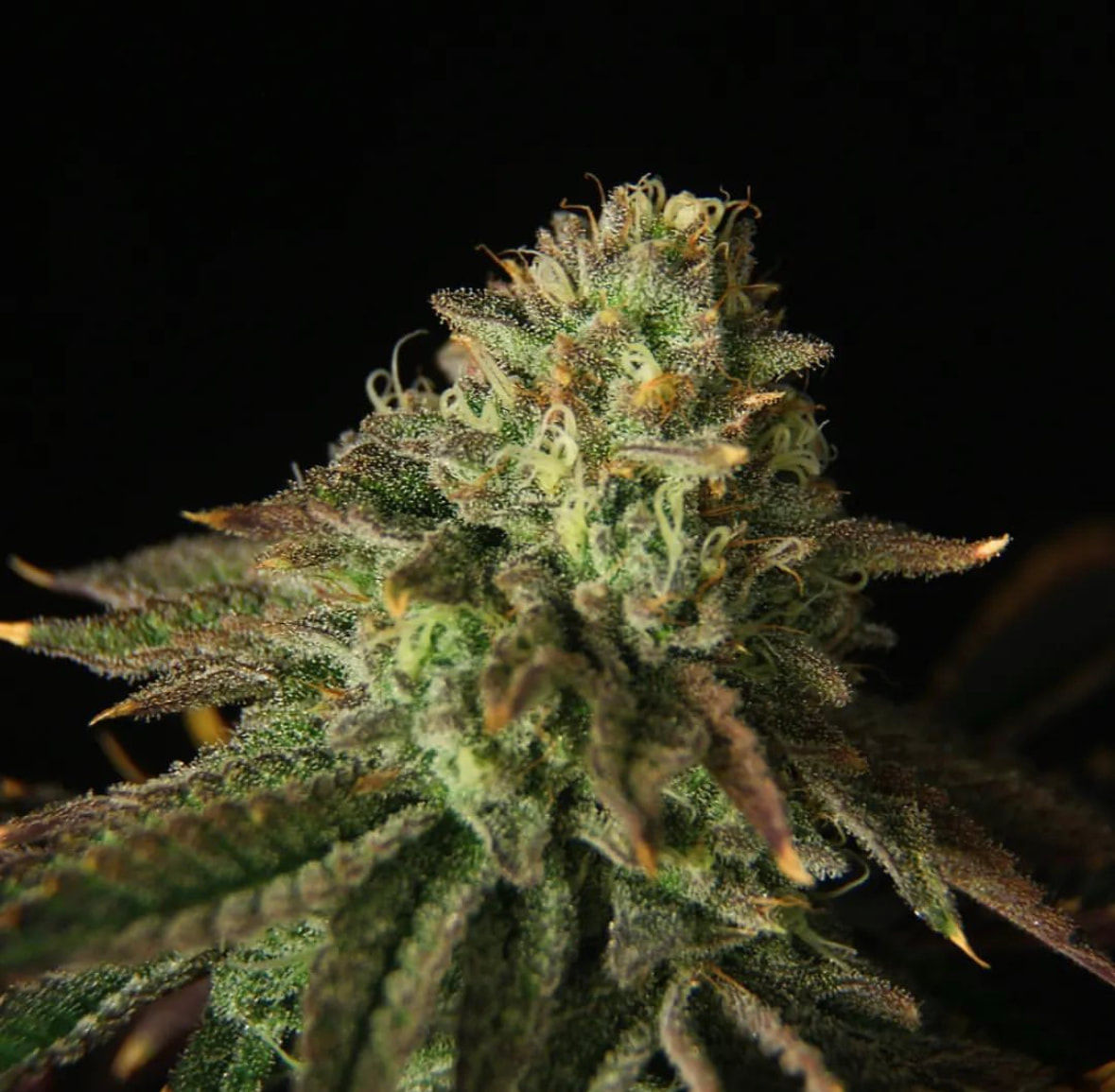 Buks Banner 11 Auto Feminised By Propaganja Seeds