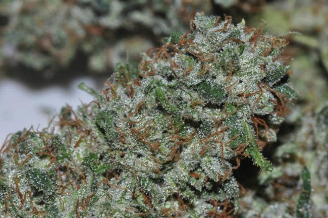 Thumbnail: Malawi Feminised by Ace Seeds