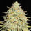 Thumbnail: Sour Cheese Gobstopper Feminised By Ultra Genetics