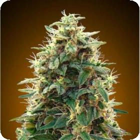 Auto 00 Cheese - 00 Seeds