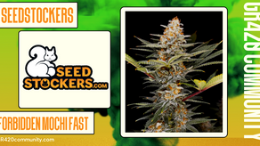 Forbidden Mochi Fast by Seedstockers