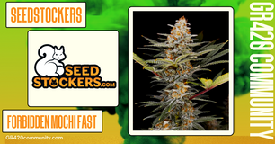 Forbidden Mochi Fast by Seedstockers