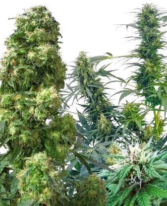 Outdoor Mix Regular By Sensi Seeds