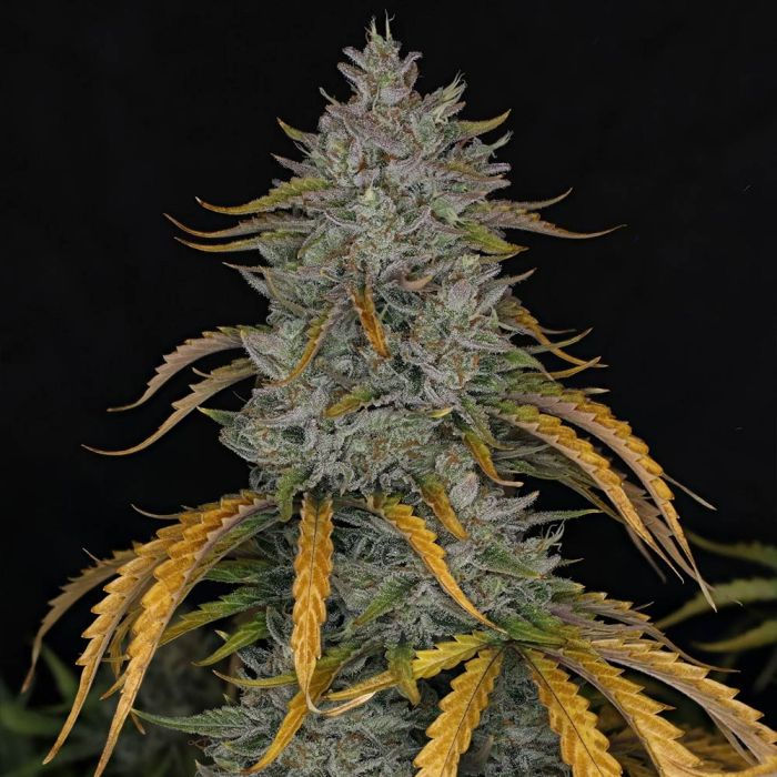 Thumbnail: Whistlin Blues Auto By Night Owl Seeds