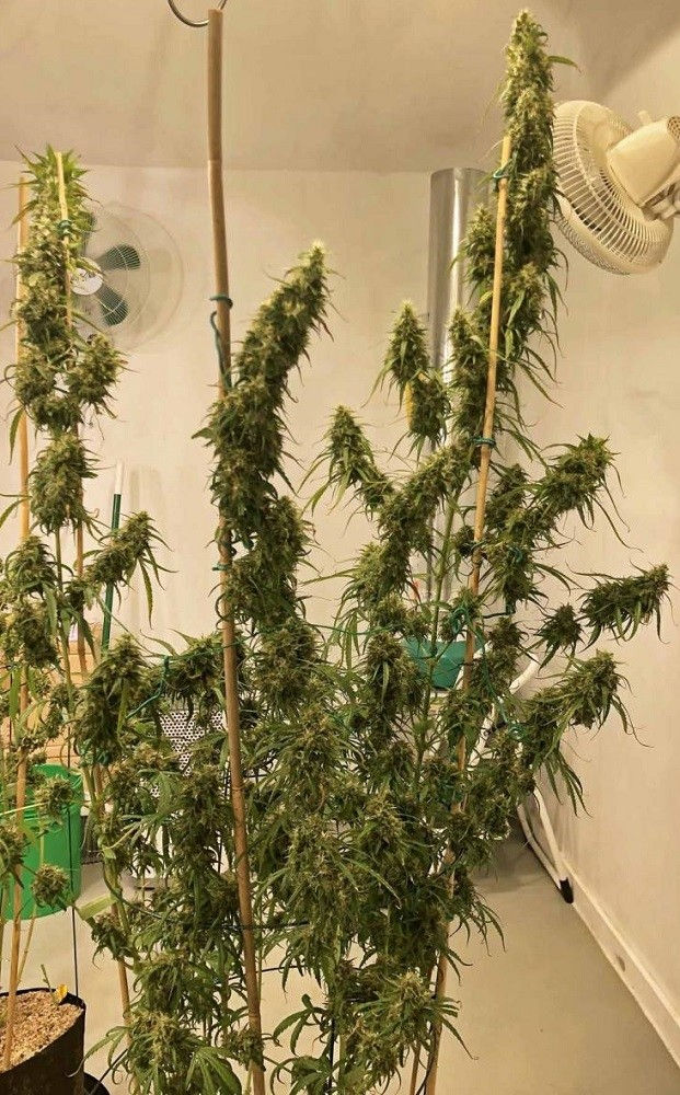 Thumbnail: Purple Haze x Malawi Feminised by Ace Seeds