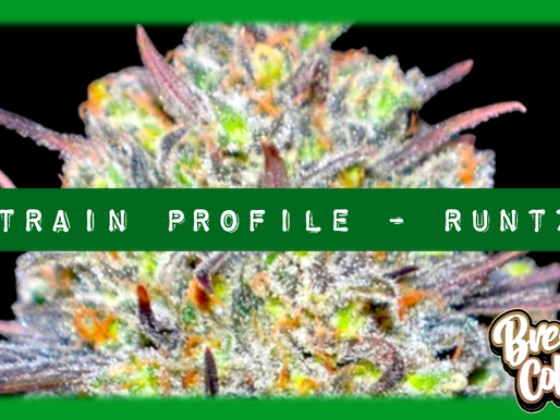 Strain Profile: Runtz Genetics, THC, Terpenes, Effects, Yield & More