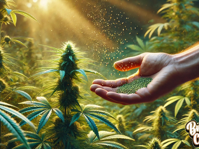 Understanding F1, F2, F3, and Beyond in Cannabis Breeding