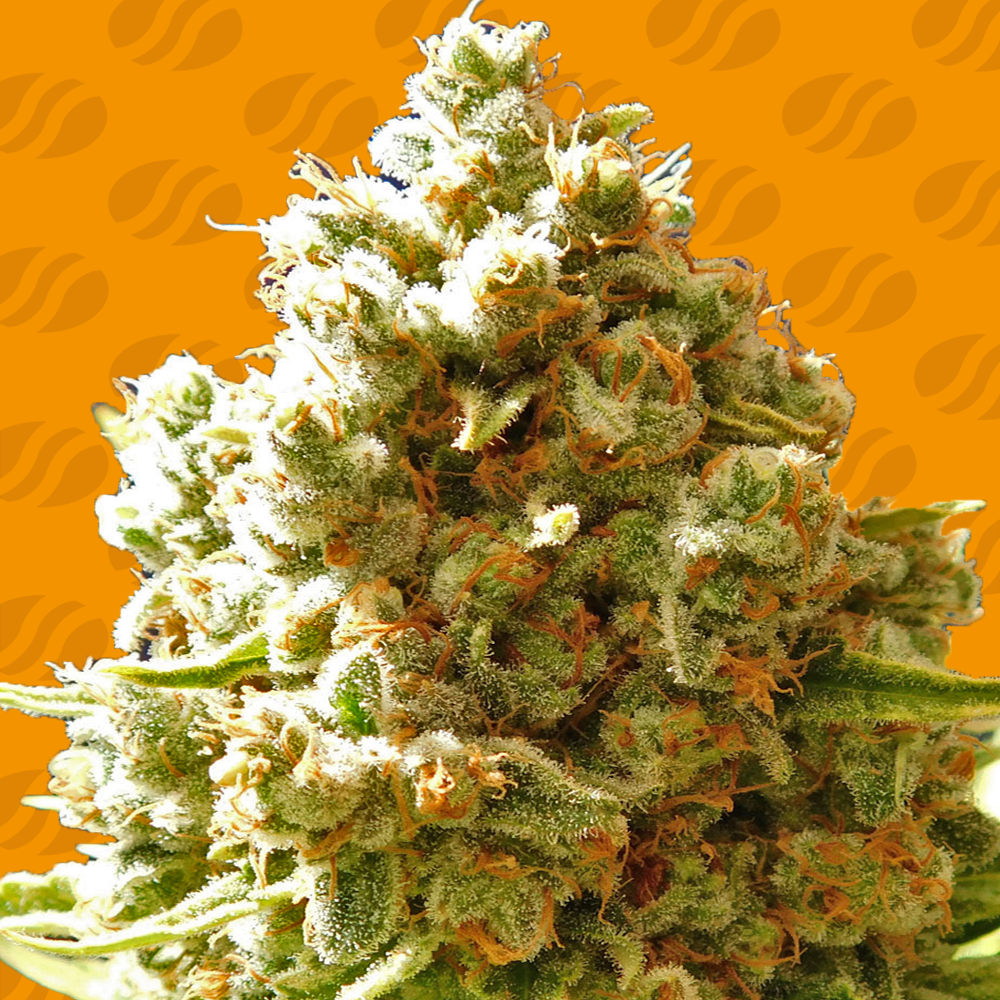 Pure Kush Feminised By Original Sensible Seeds