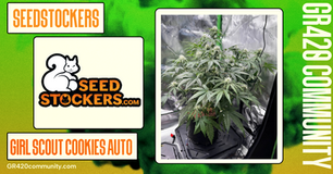 Girl Scout Cookies Auto By Seedstockers
