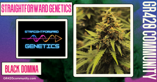 Black Domina By Straightforward Genetics