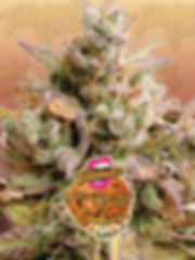 Peanut Butter Cookies Auto Tastebudz genetics