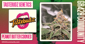 Peanut Butter Cookies By Tastebudz Genetics