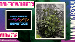 Rainbow Zoap By Straightforward Genetics