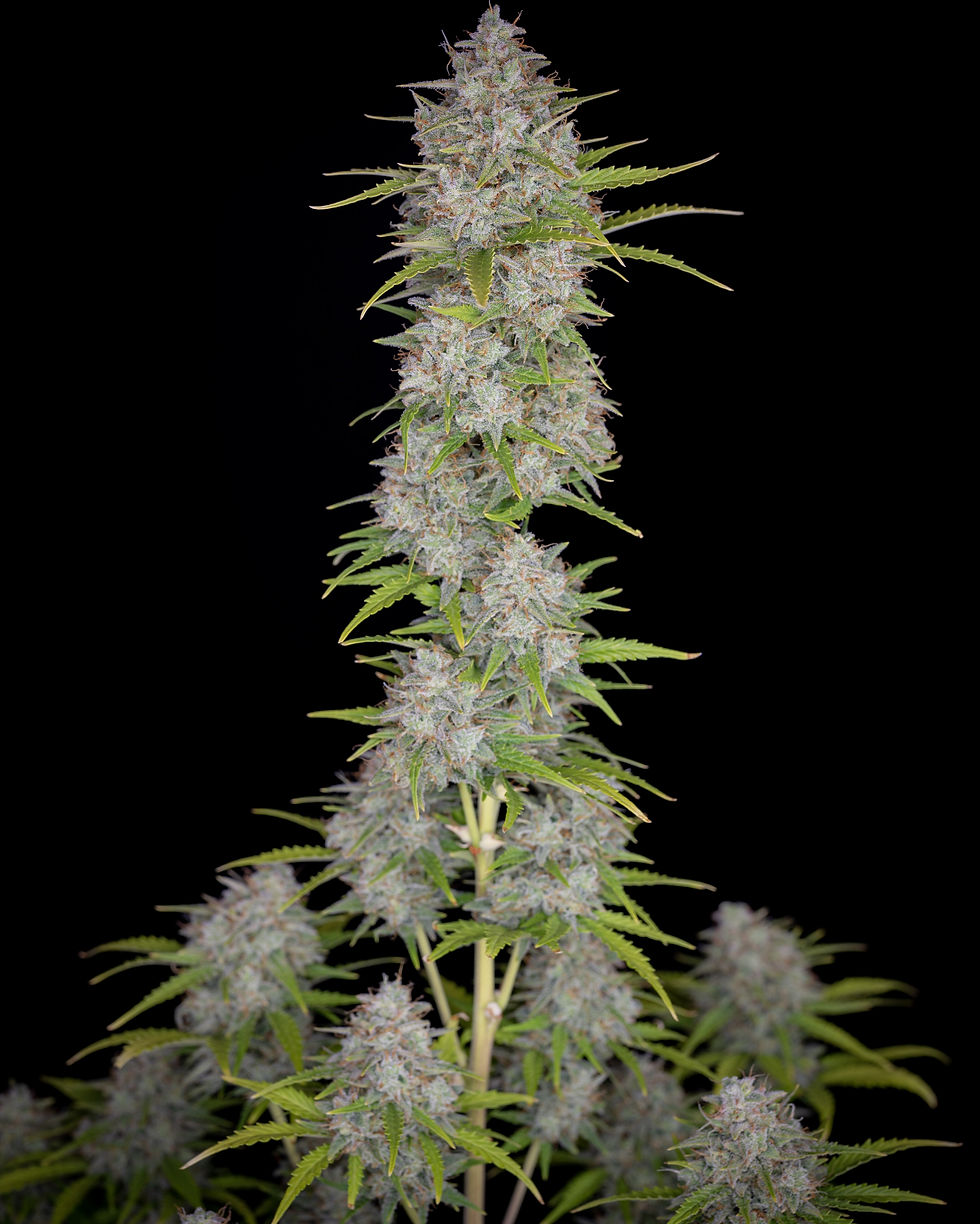 Thumbnail: Orange Sherbet Auto Feminised By Fast Buds