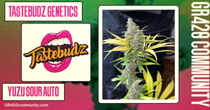Yuzu Sour Auto By Tastebudz Genetics