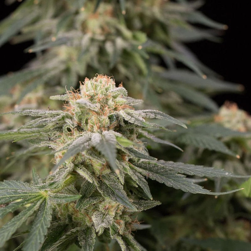 Thumbnail: Lemon Tree FAST by Lemon Tree Feminised by Silent Seeds