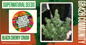 Black Cherry Crush By Supernatural Seeds 